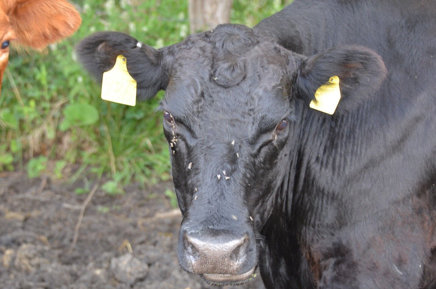 Flies on Pastured Cattle